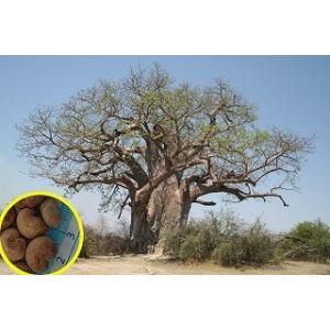 アダンソニア・マダガスカリエンシス（バオバブの木）(Adansonia madagascariens...