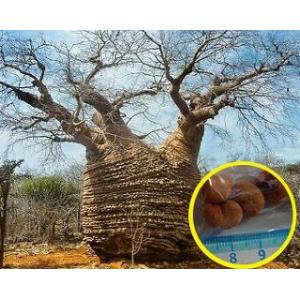 種子13粒 アダンソニア・ディギタータ(バオバブの木)（Adansonia