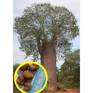 種子13粒 アダンソニア・ディギタータ(バオバブの木)（Adansonia