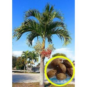 女王ヤシ　クイーンパーム 種子30粒 女王ヤシ（クイーンパーム）(Syagrus romanzoffiana) : 多肉