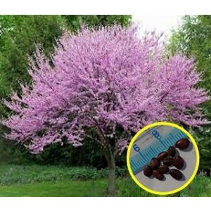 アメリカハナズオウ 種 種子 の商品一覧 花 ガーデニング 通販 Yahoo ショッピング