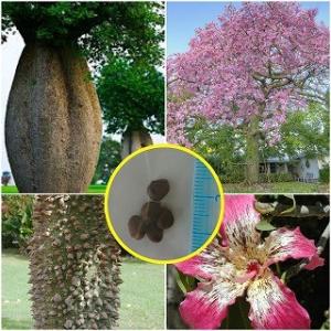 種子50粒 酔っ払いの木 トックリキワタ(パラボラッチョ