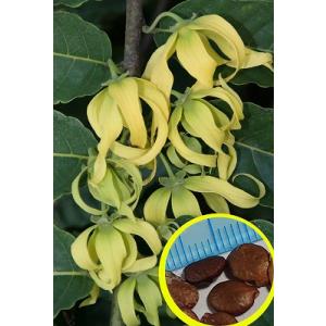 種子10粒　イランイラン(Cananga  Odorata(Ylang Ylang))｜多肉植物ワールド