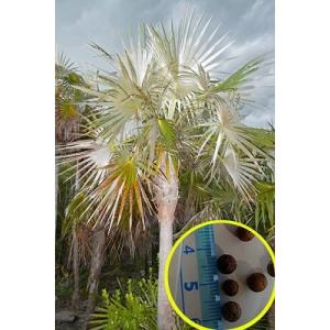 種子10粒 ブラヘア・アルマータ(Brahea Armata) : 多肉植物ワールド