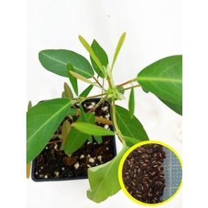 種子50粒　動いて踊る植物のマイハギ(Codariocalyx　Motorius）種子