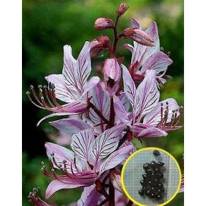 種子13粒 酔っ払いの木 トックリキワタ(パラボラッチョ)(Chorisia