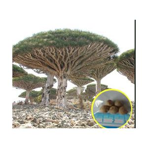種子50粒 ドラセナ・ドラコ(竜血樹)(Dracaena draco) : 多肉植物