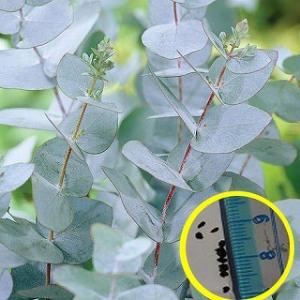 種子20粒　ユーカリ・グニー(Eucalyptus gunnii)