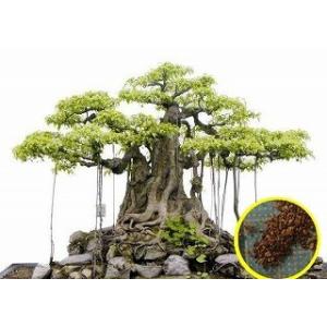 種子12粒 ドラセナ・ドラコ(竜血樹)(Dracaena draco) : 多肉植物