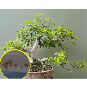 種子10粒 フィカス バートデイビー(Ficus...の商品画像