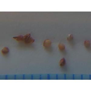 種子10粒 フィカス バートデイビー(Ficu...の詳細画像3