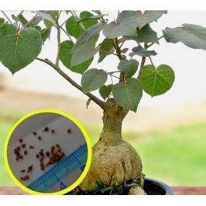 酔っ払いの木　トックリキワタ　パラボラッチョ　トゲトゲ　鑑賞樹木　塊根植物 酔っ払いの木 トックリキワタ パラボラッチョ トゲトゲ 鑑賞樹木