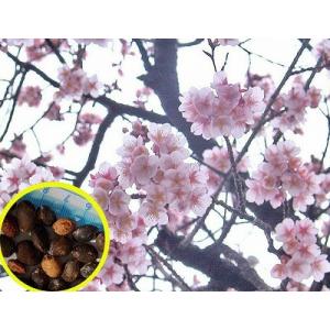 アストロフィツム カプト メデューサ(caput-medusae)の種子 : 多肉植物