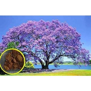 種子20粒　ジャカランダ・ミモシフォリア（キリモドキ）(Jacaranda Mimosifolia)