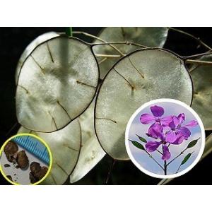 種子100粒　 ルナリア　合田草 （ごうだそう）（Lunaria Biennis)｜succulent