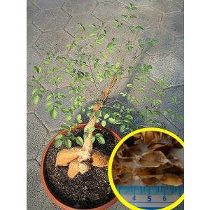 種子5粒 モリンガ ボルジアナ(Moringa ...の商品画像