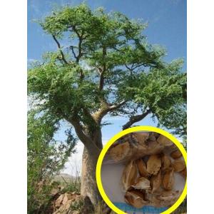 種子5粒   モリンガ  ステノペタラ(Moringa stenopetala)