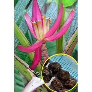 種子20粒 インディアン・ドワーフ バナナ(ムサ・マンニイ)（Musa
