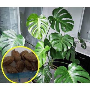 種子5粒 モンステラ デリシオーサ (Monst...の商品画像