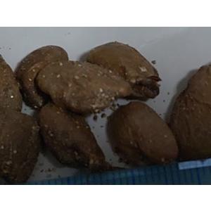 種子5粒 モンステラ デリシオーサ (Mons...の詳細画像3