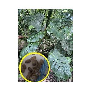 2月入荷 400粒+ セリフェラ チャメロップス フミリス 種子 種 証明書10 2月入荷 400粒+ セリフェラ チャメロップス フミリス 種子 種 証明書10 2