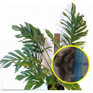 種子5粒 モンステラ ピナッティパルティタ(ジェ...の商品画像