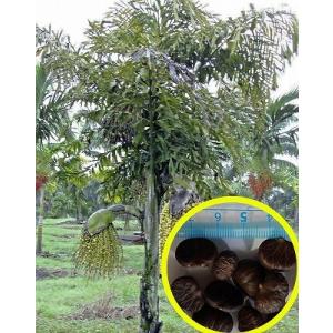 種子20粒 クジャクヤシ(Caryota urens)の商品画像