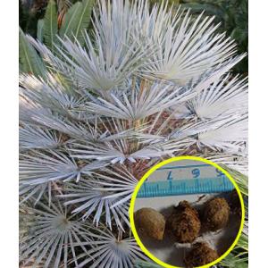 チャメロプス・フミリス・セリフェラ(Chamaerops humilis