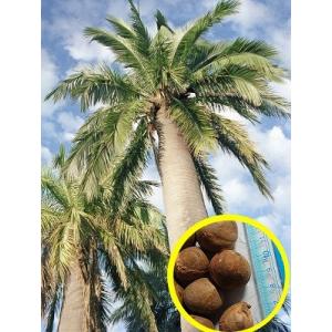 女王ヤシ　クイーンパーム クイーンパーム(女王ヤシ)