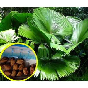 2月入荷 1000粒 ブラヘア スーパーシルバー 種 種子 証明書 アルマータ1 2月入荷 1000粒 ブラヘア スーパーシルバー 種 種子 証明書