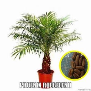 種子10粒 セネガルヤシ(Phoenix reclinata) : 多肉植物ワールド