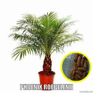 種子15粒 ナツメヤシ(Date Palm (Phoenix Dactylifera)) : 多肉