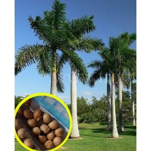 種子15粒 ナツメヤシ(Date Palm (Phoenix Dactylifera)) : 多肉