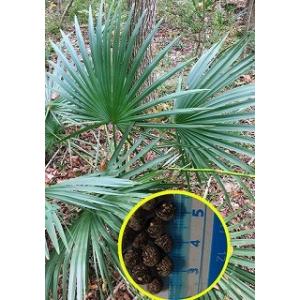 種子5粒 ビスマルキア ノビリス 'シルバー'(Bismarckia nobilis