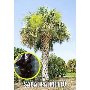 パルメットヤシ(SABAL PALMETTO)の種子の商品画像