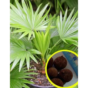 種子20粒 ダシリリオン ロンギシマム(Dasylirion longissimum)の種子