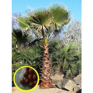 ワシントンヤシモドキ　？ ワシントンヤシモドキの判定方法 (Washingtonia robusta)