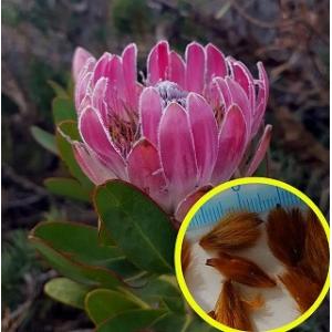 プロテア エキシミア６号 プロテア・エキシミア（6寸鉢植え） : 日本花卉ガーデンセンター