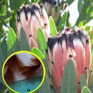 種子6粒　プロテア　ラウリフォリア(Protea laurifolia)