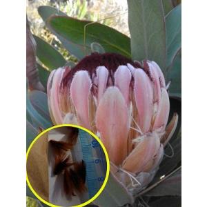種子6粒 プロテア・レペンス(白花)(Protea Repens(white