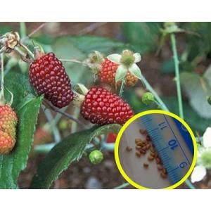 庭木・果樹苗：きいちご（キイチゴ）8号大株*木苺 原種 野生種 : 遊恵