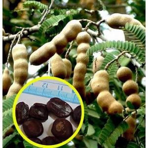 種子10粒 チャメロプス・フミリス・セリフェラ(Chamaerops humilis var