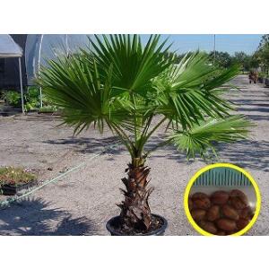 種子15粒　ワシントンヤシ（Washingtonia Filifera Palm Tree）
