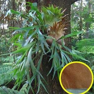 ビカクシダ・ビフルカツム(Platycerium...の商品画像