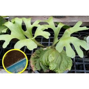 ビカクシダ・リドレイ  ワイドフォーム(Platycerium ridleyi