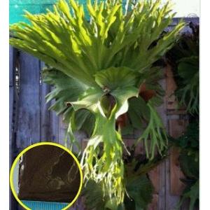 ビカクシダ・スーパーバムの胞子(種子)(Platycerium superbum)