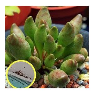 アドロミスクス クリスタータス クラビフォリウス(Adromischus cristatus var. clavifolius)の種子｜succulent