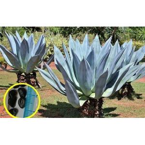 種子10粒 アガベ・バレンシアナ(Agave valenciana) : 多肉植物ワールド