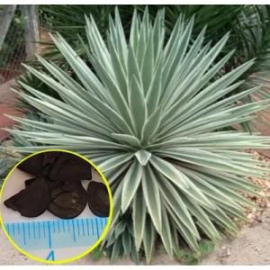 りんご　アガベ+ユッカ Yucca] We will tell you about the characteristics of each