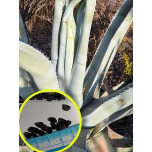 アガベ・ミスター・リップル(Agave Mr. Ripple)の種子 : 多肉植物